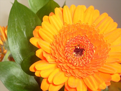 gerbera 2