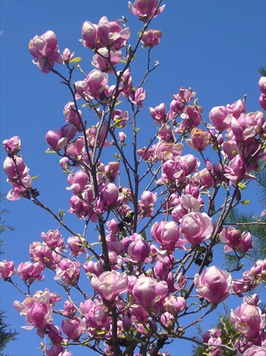 magnolia