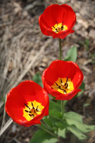 Tulipaniky