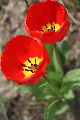 Tulipaniky2