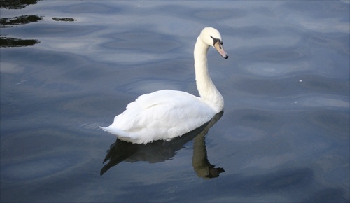 A swan