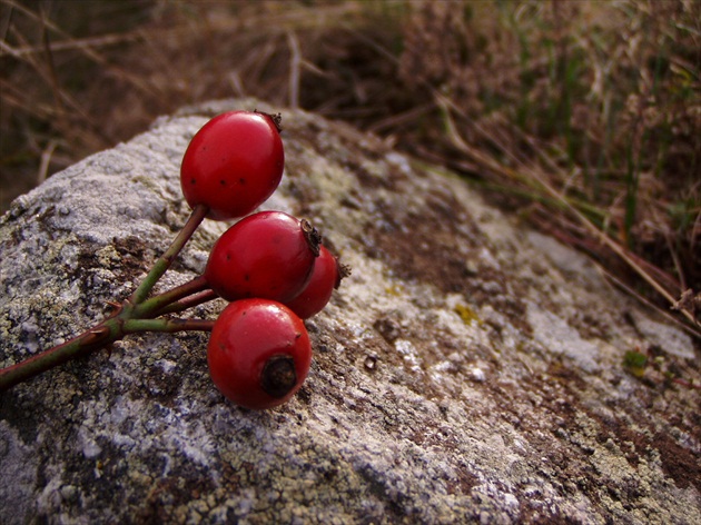 Pozostatok jesene