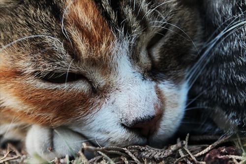 Turkish sleepin cat :)))