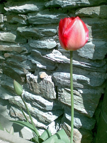 tulipán