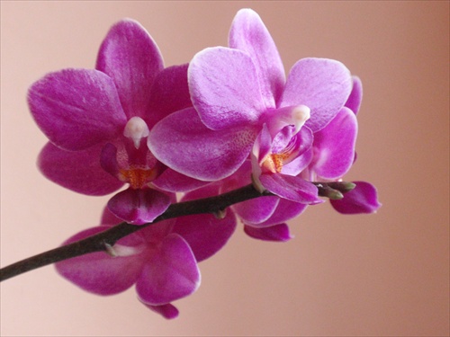 orchidei