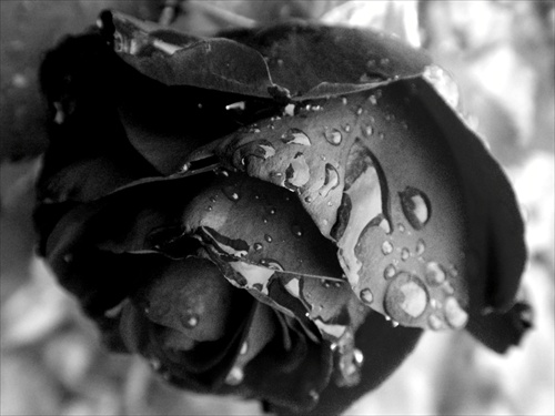 black rose