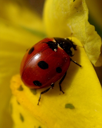 "lienka a krokus"