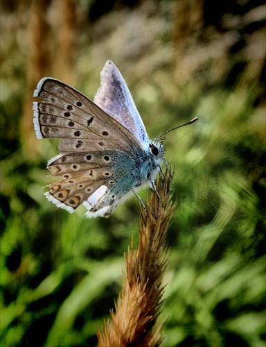 "motýlek"