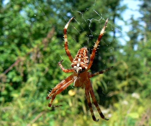 Čakanie na svoju korisť