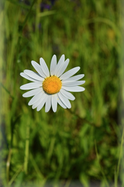 Margarétka