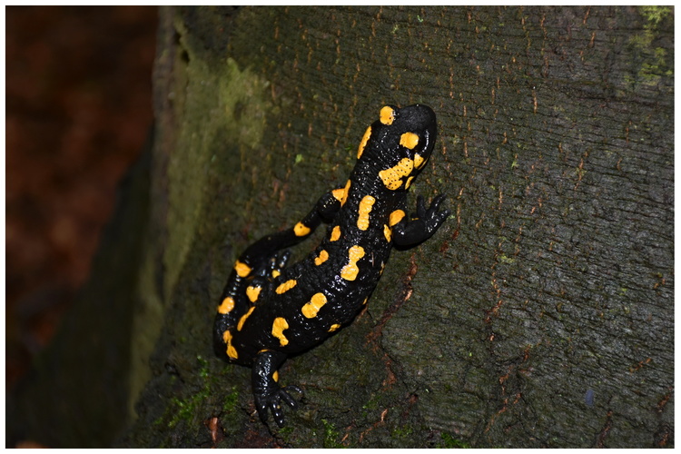 salamandra