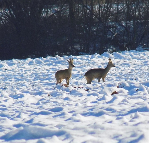 Srnčeky