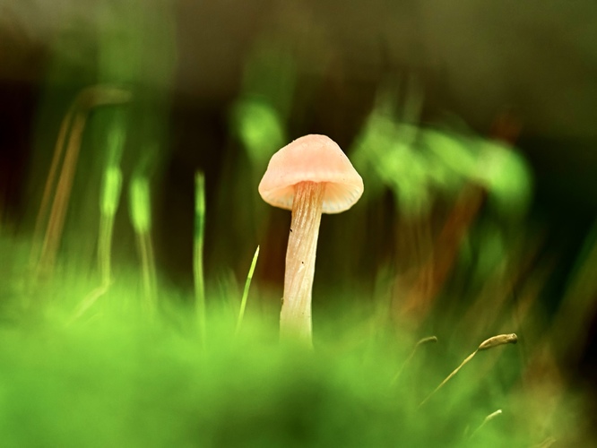 Magic mushroom