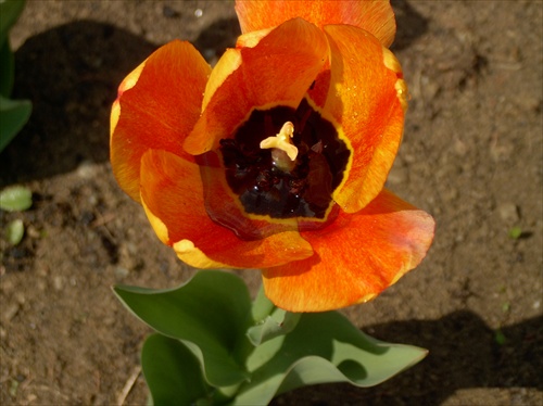 tulipán