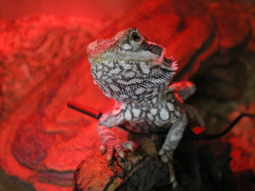 bearded dragon  (agama vousata)