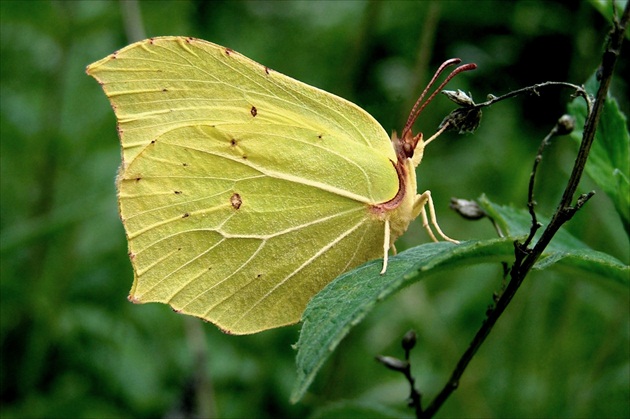 Papilio