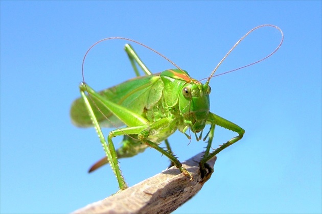 Grasshopper