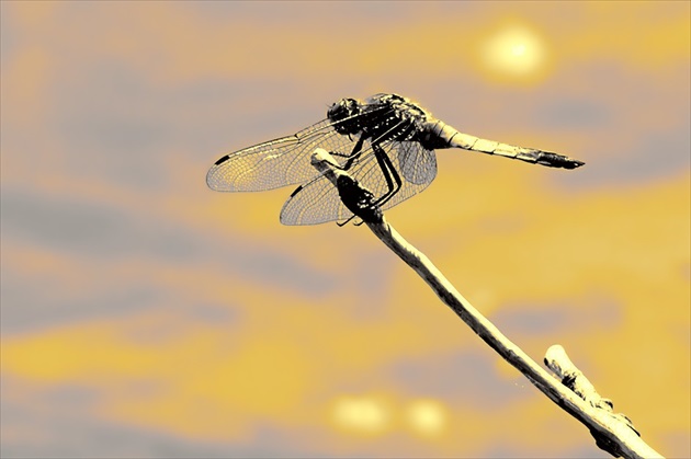 Dragonfly