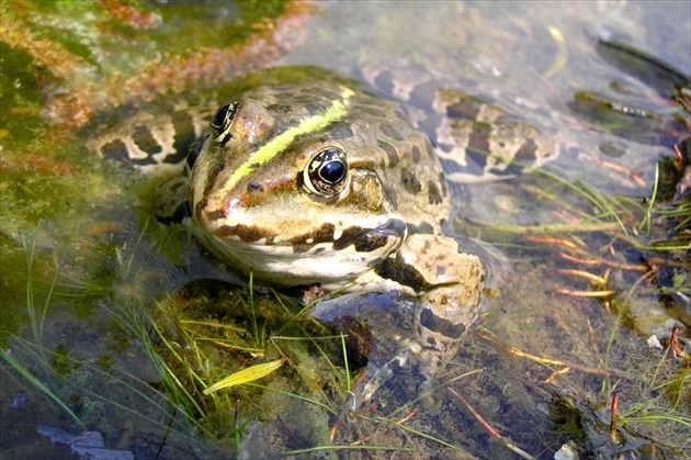 Čakanie na princa