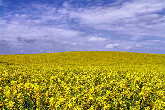 Zlatá krajina