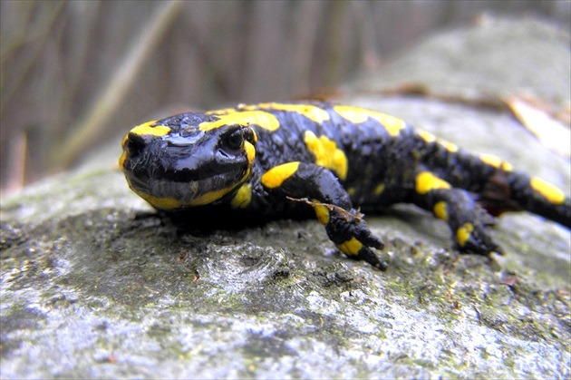 Prebudená salamandra