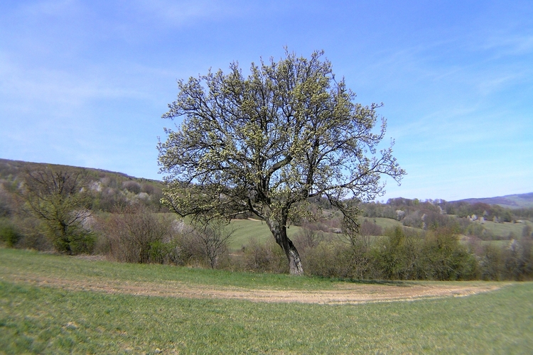 Kopaničiarska hruška