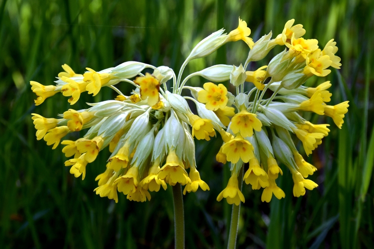 Primula veris (posolkyňa jari) 