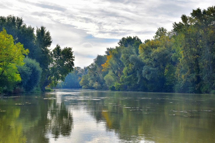 Pás lužného lesa na brehoch Malého Dunaja