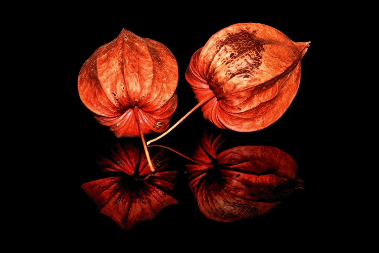 Physalis