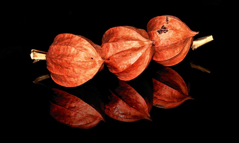 Physalis