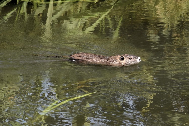 Nutria riečna