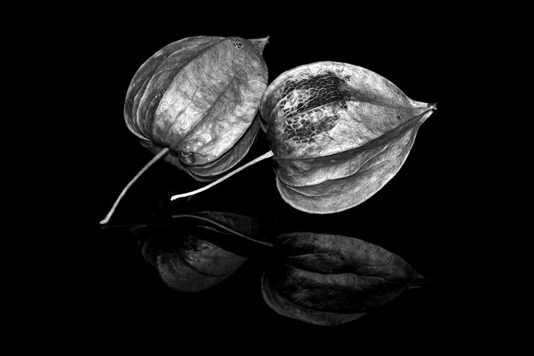 Physalis