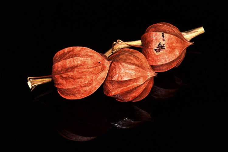 Physalis