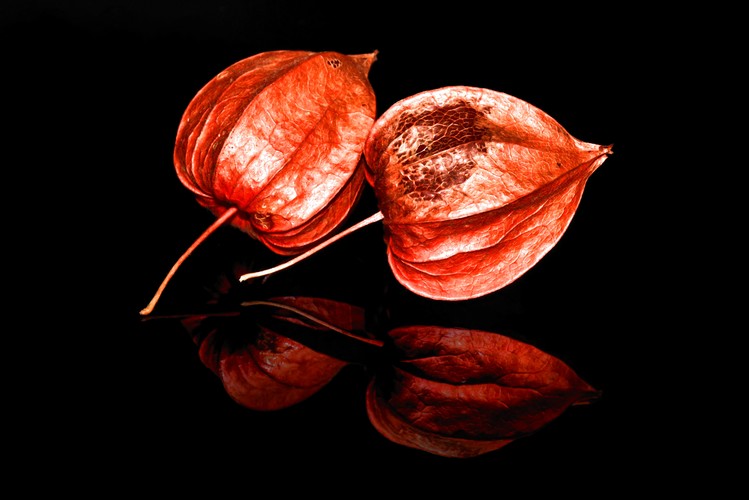 Physalis