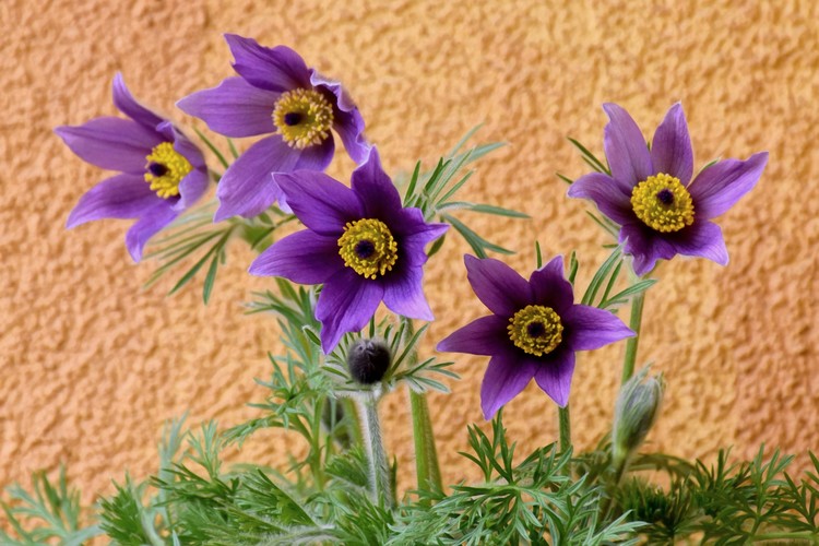 Poniklec jarný (Pulsatilla vernalis)