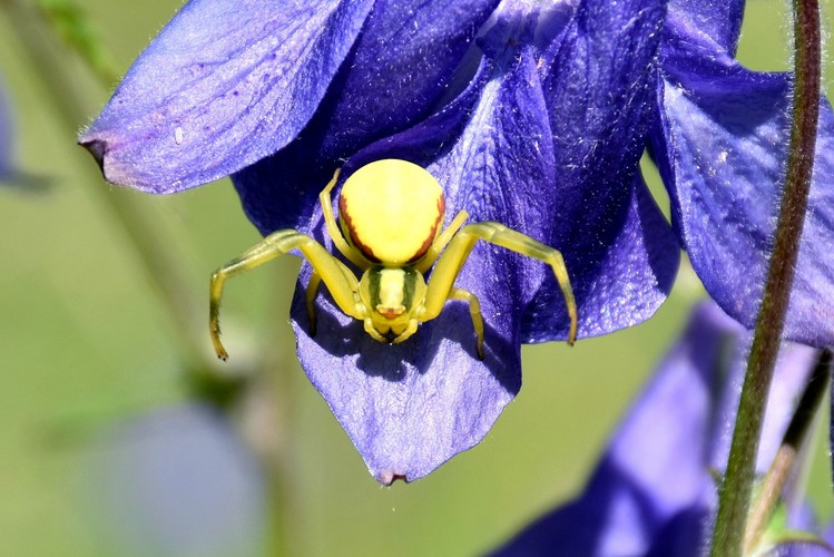 Kvetárik dvojtvarý (Misumena vatia) 