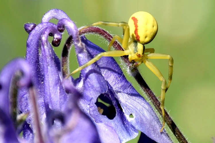 Kvetárik dvojtvarý (Misumena vatia) 