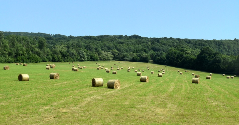 Rozgúľané