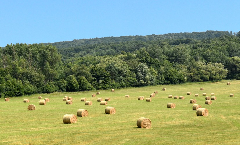 Rozgúľané