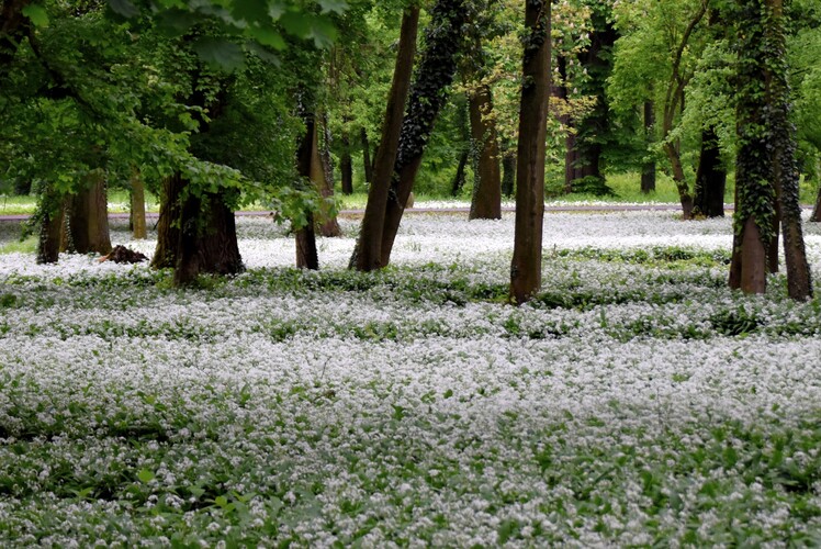 Cesnakový park