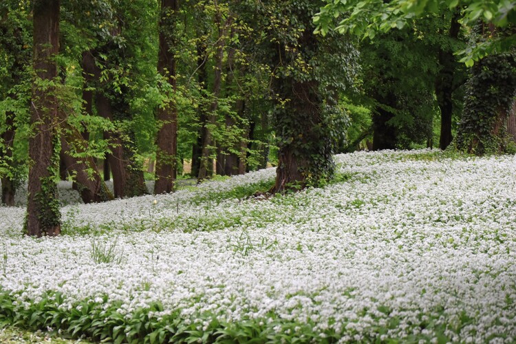 Cesnakový park