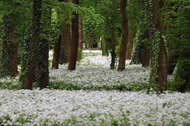 Cesnakový park