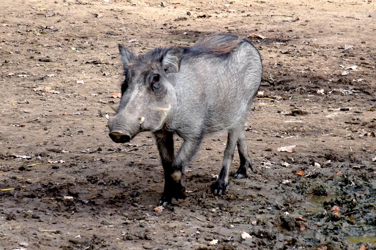 Štetináč