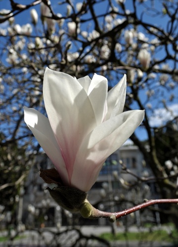 Magnolia