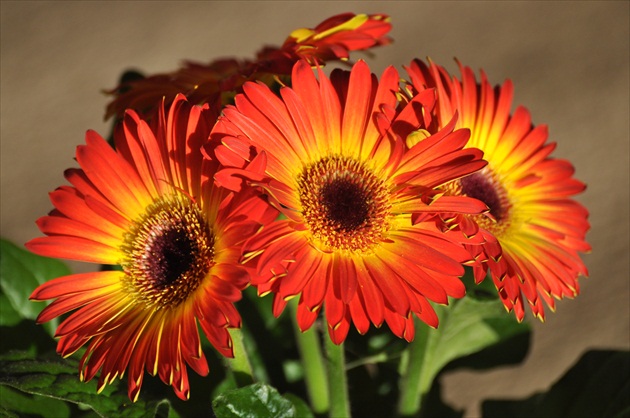 Gerbera