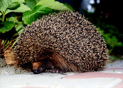 Hanblivý ježko