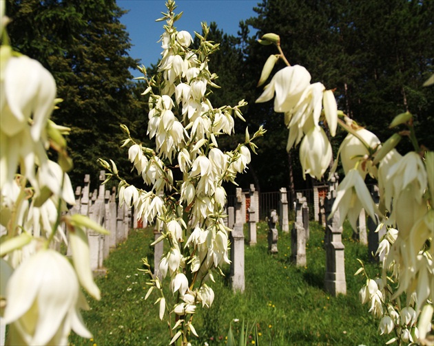 Stračonôžka - DELPHINIUM