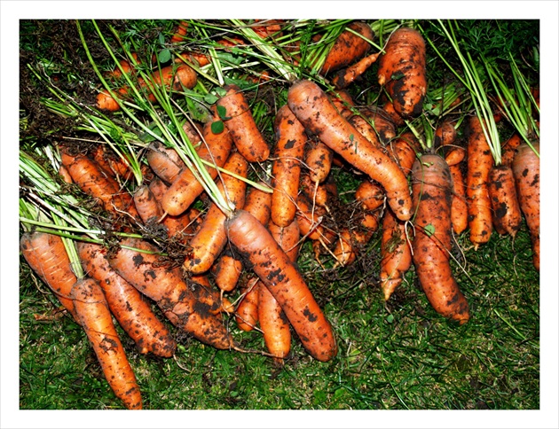 Daucus carota