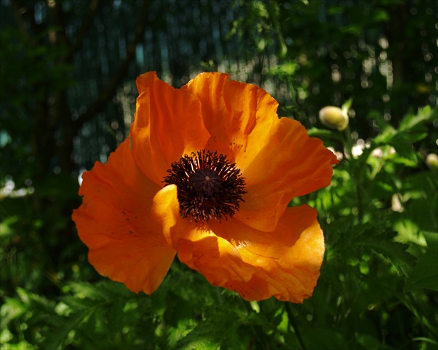 Mak východný (Papaver orientale) - (2)