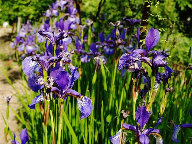 Iris versicolor